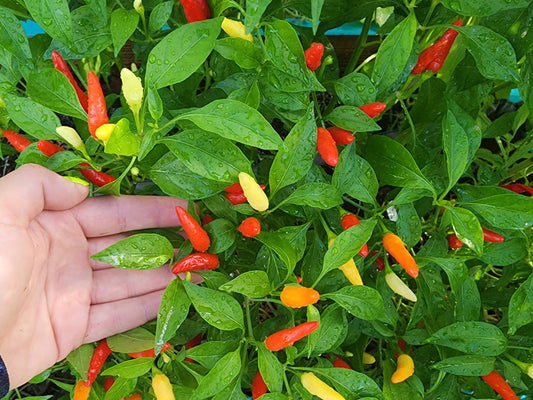 Italian Bullet Hot Pepper Seeds