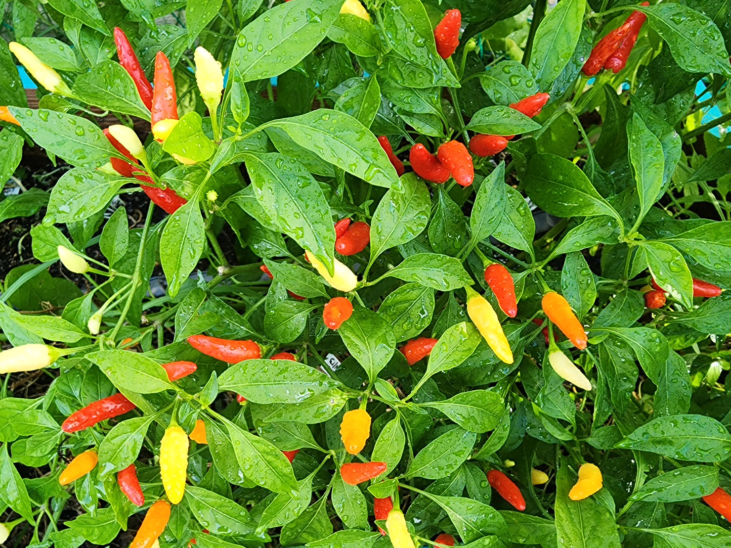 Italian Bullet Hot Pepper Seeds