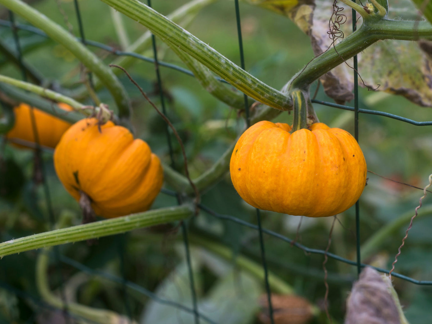 Jack Be Little Mini Orange Pumpkin Seeds