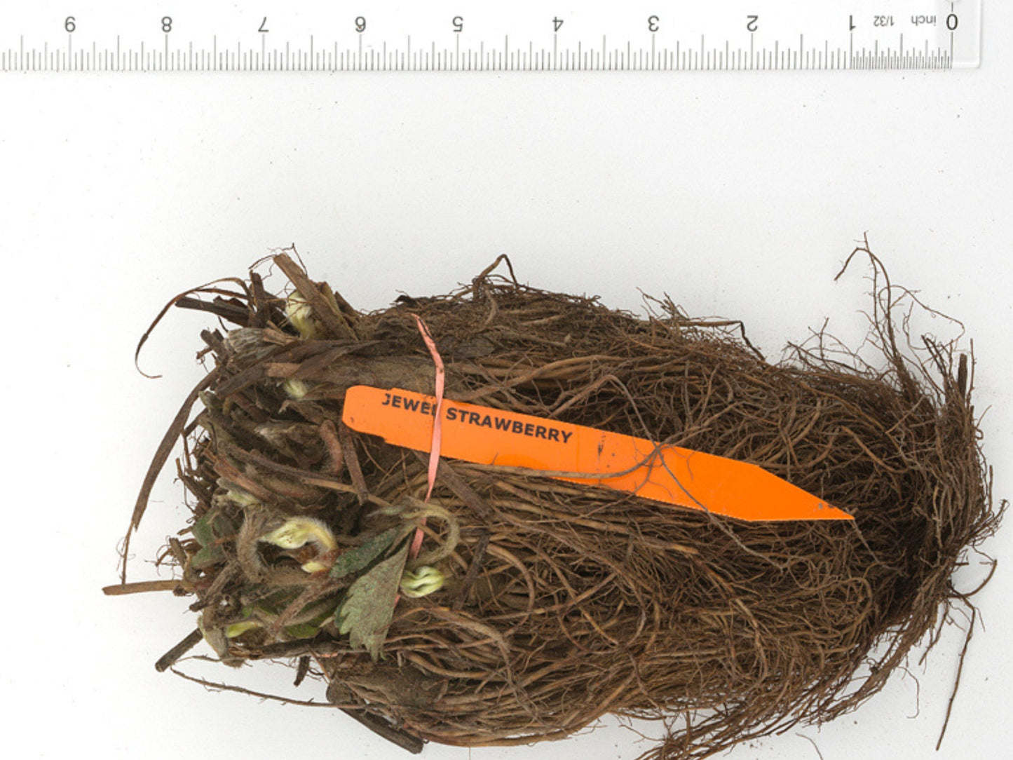 Jewel Strawberry Bare Root Plants (Bundle of 20)