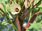 Jing Orange Okra Seeds