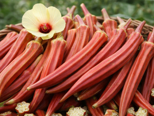 Jing Orange Okra Seeds
