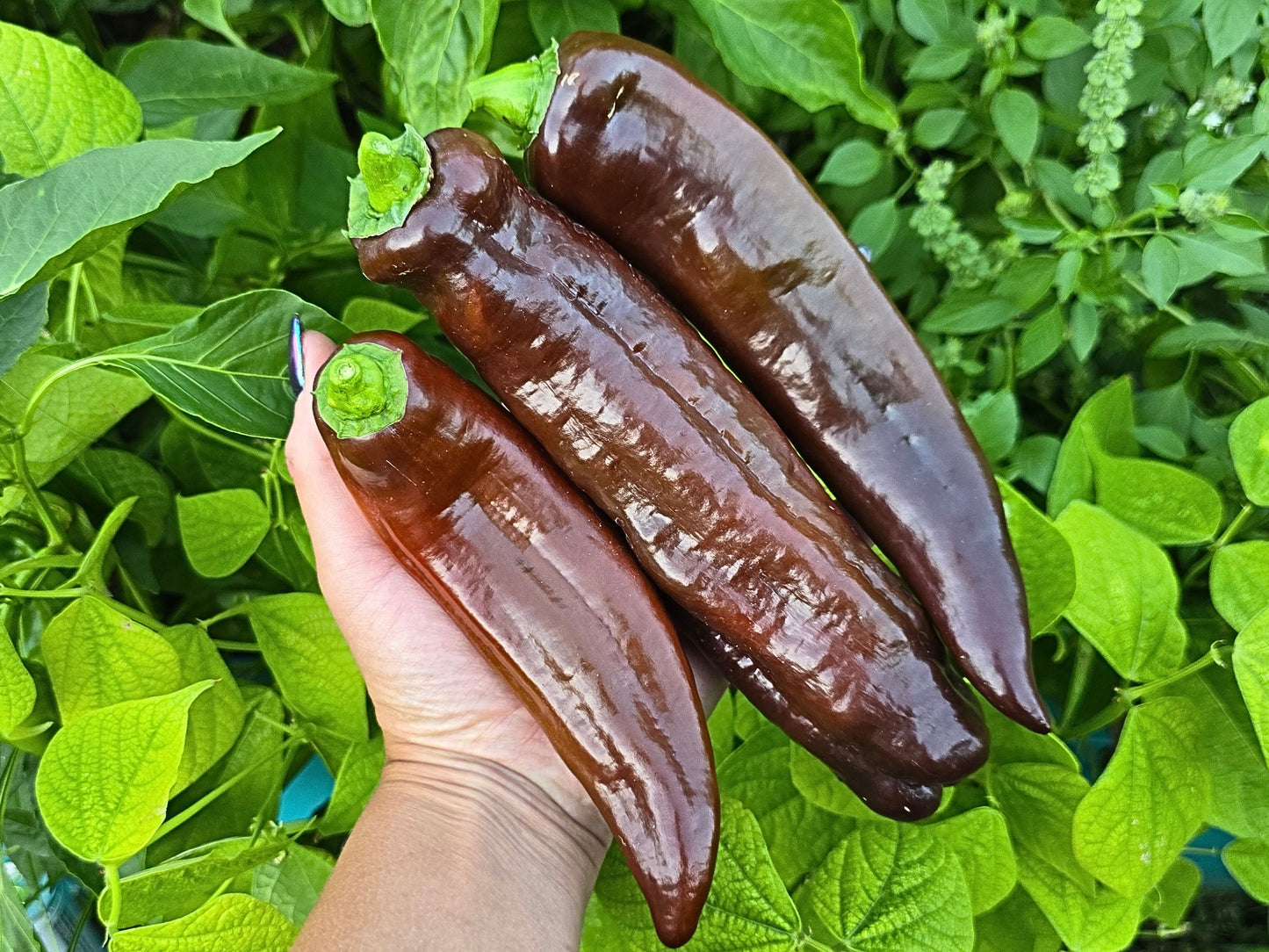Jumbo Chocolate Sweet Pepper Seeds