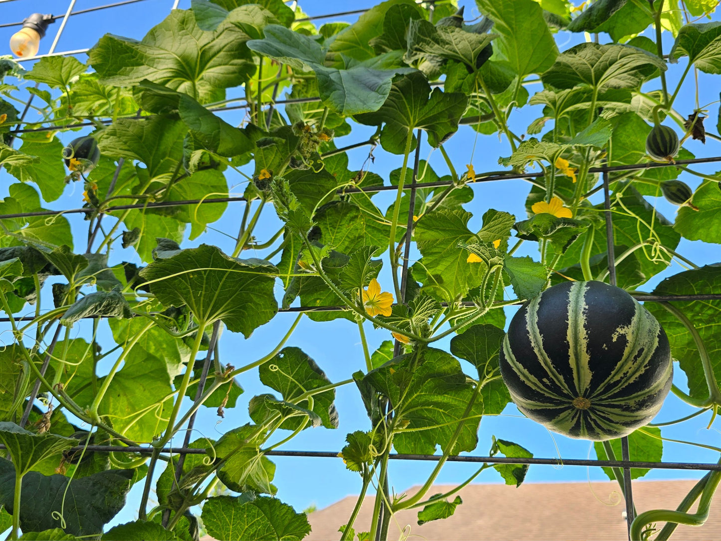 Kajari Melon Seeds