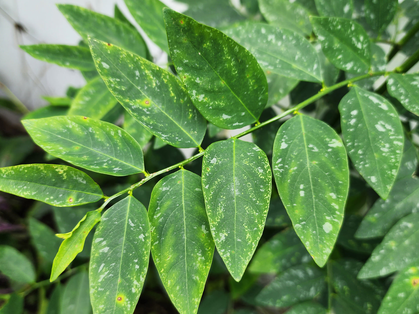 Katuk aka Sweetleaf Bush LIVE Perennial Plant