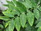 Katuk aka Sweetleaf Bush LIVE Perennial Plant