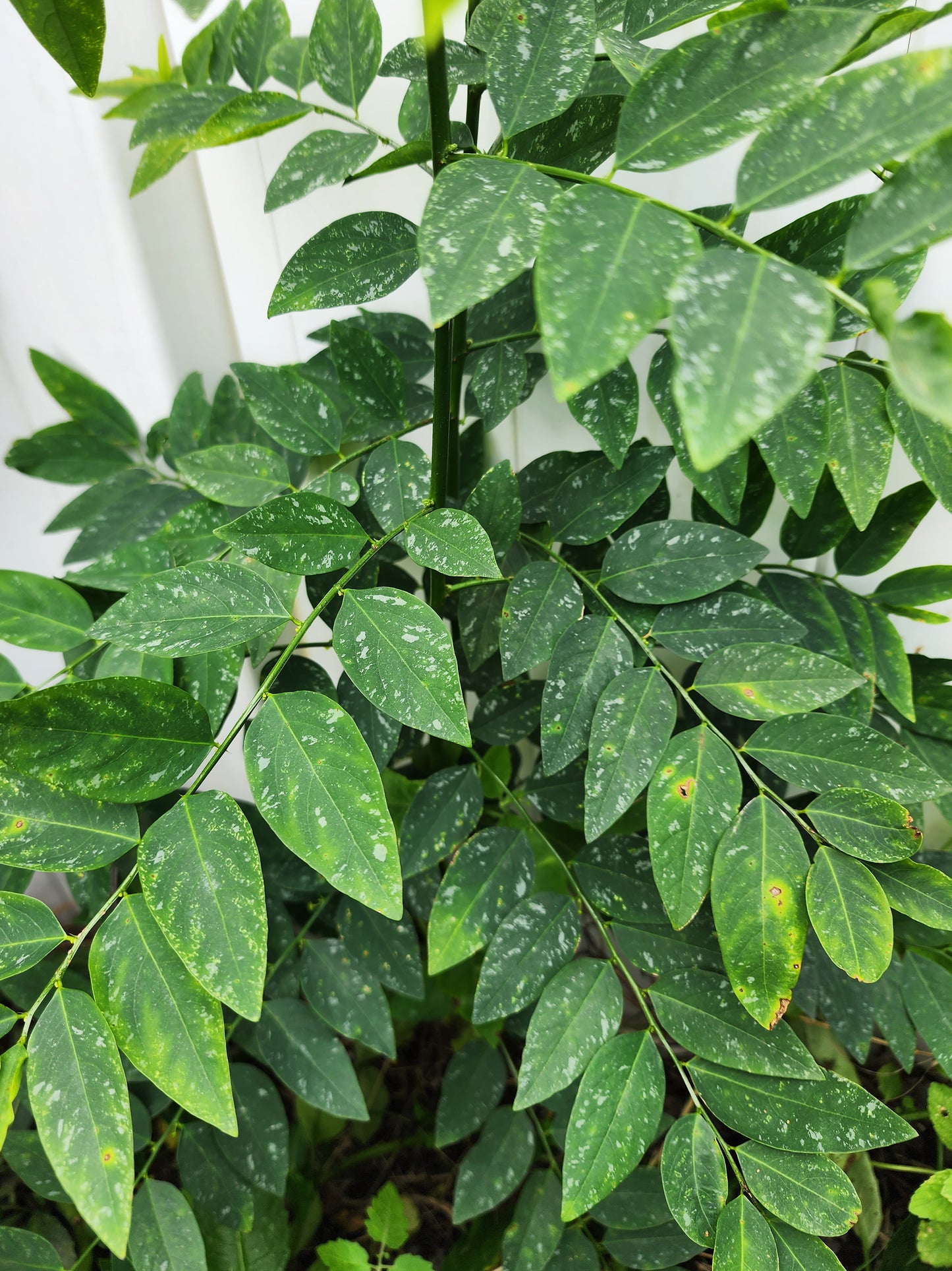 Katuk aka Sweetleaf Bush LIVE Perennial Plant
