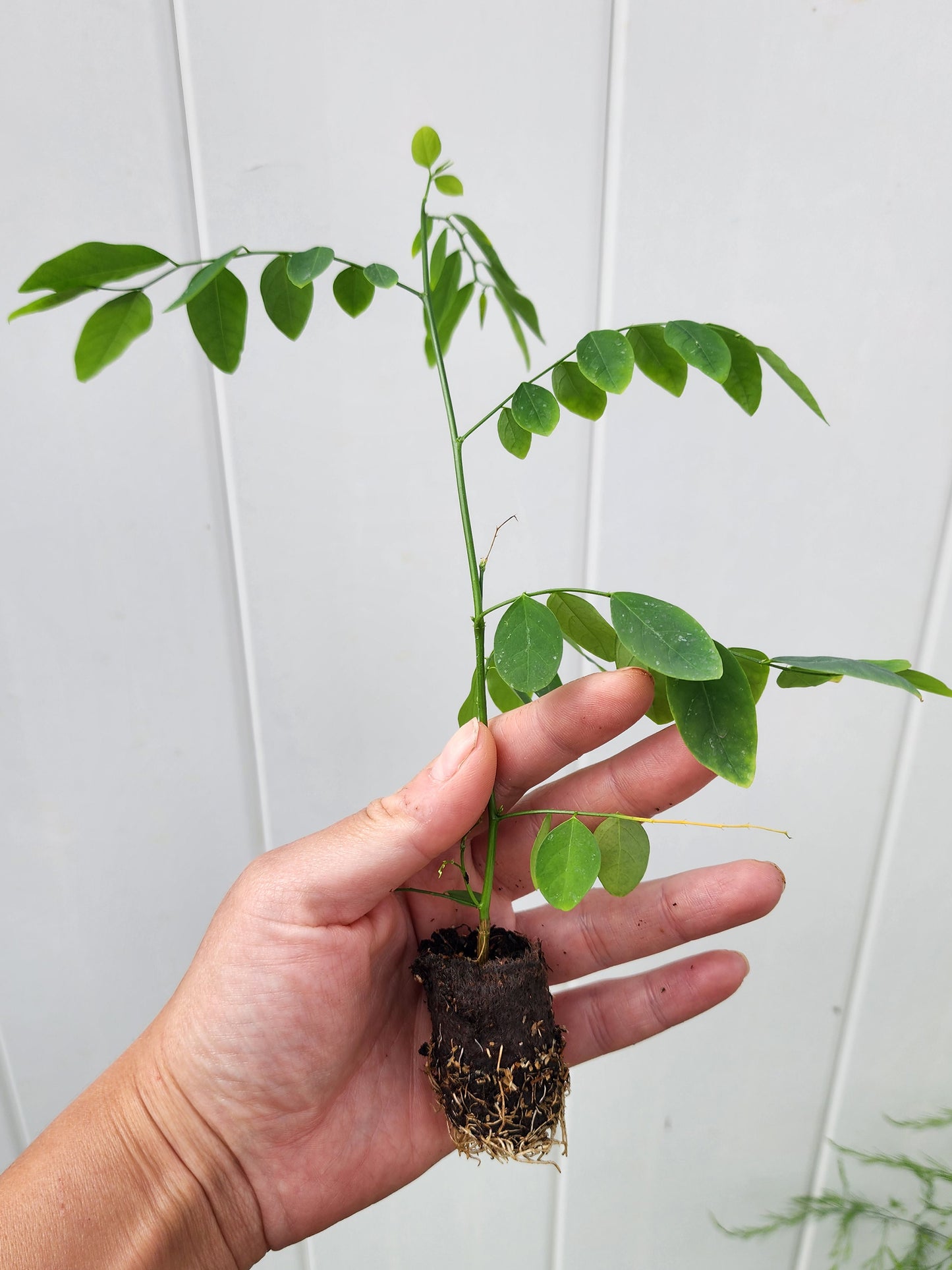 Katuk aka Sweetleaf Bush LIVE Perennial Plant