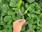 Kiko’s Crump South Sea Salad Tree Starter Plant