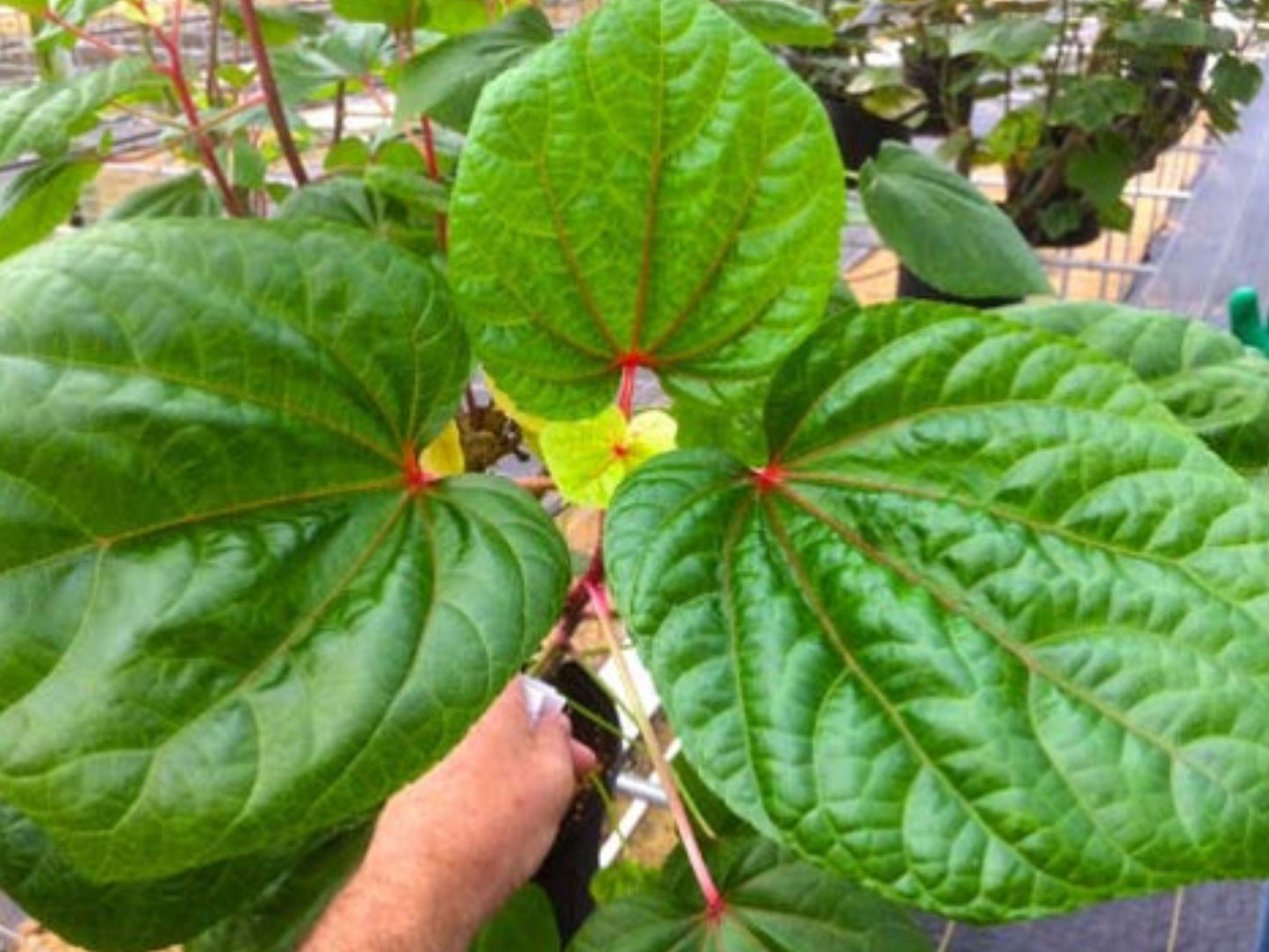 Kiko’s Crump South Sea Salad Tree Starter Plant