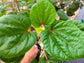 Kiko’s Crump South Sea Salad Tree Starter Plant