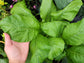 Komatsuna Mustard Greens Seeds