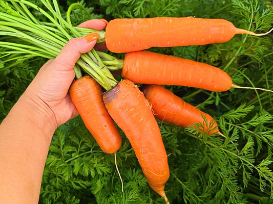 Kuroda Japanese Carrot Seeds