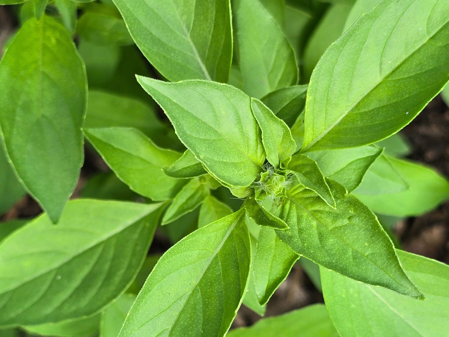 Lemon Basil Seeds