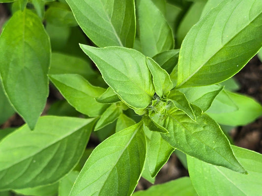 Lemon Basil Seeds
