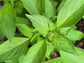 Lemon Basil Seeds