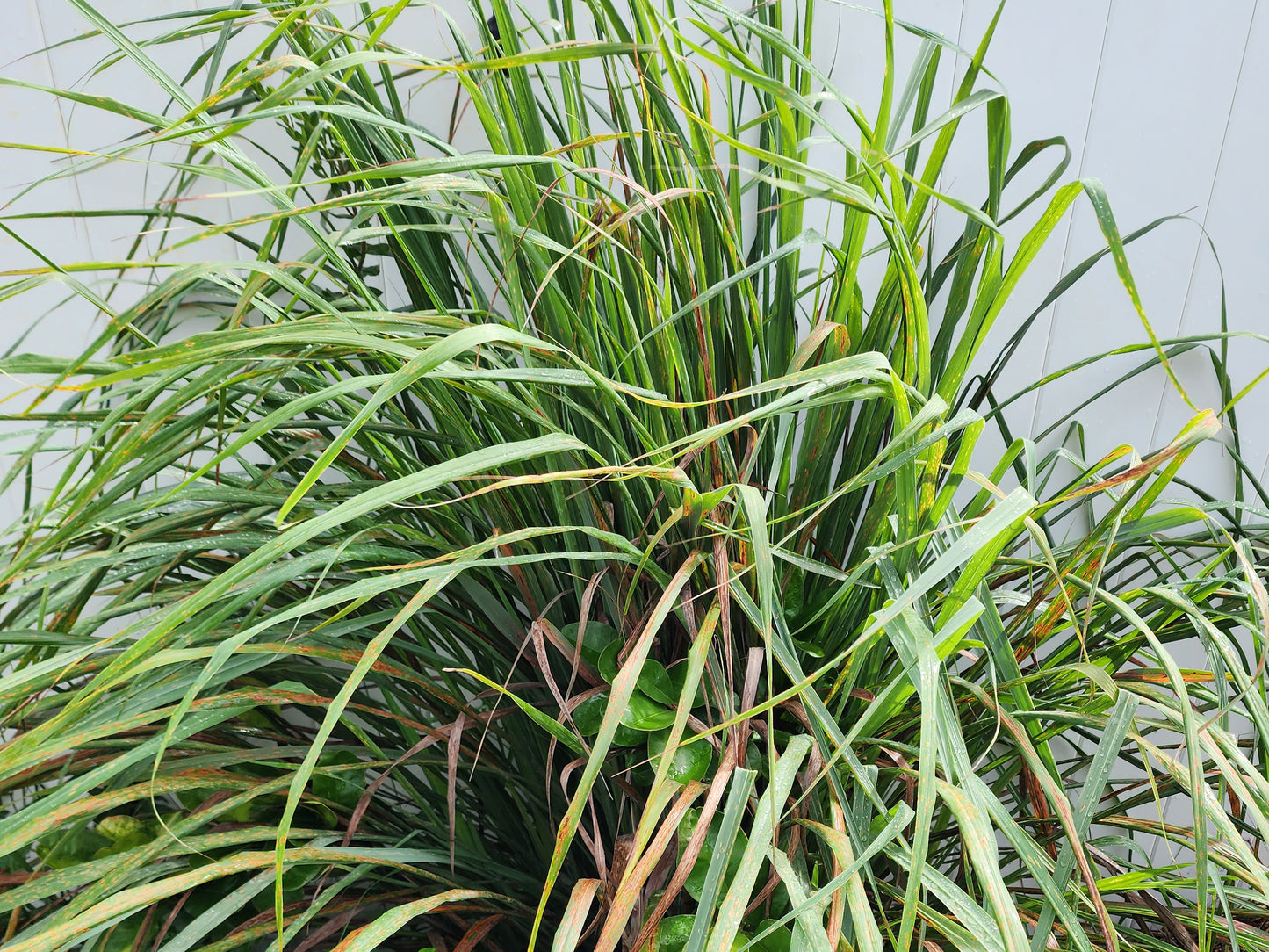 is lemongrass indoor plant Lemongrass – Tropical Culinary Herb LIVE Plant – Jerra's Garden