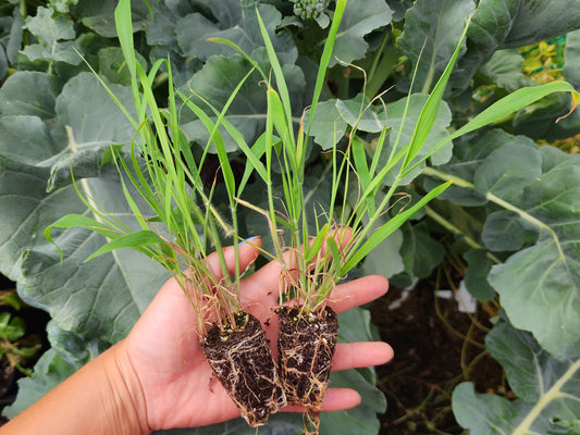 Lemongrass LIVE Perennial Herb Plant