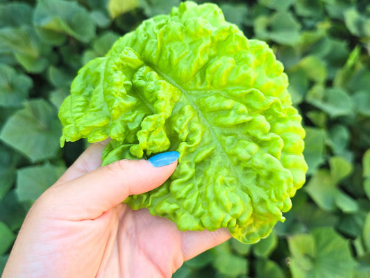 Lettuce Leaf Basil Seeds