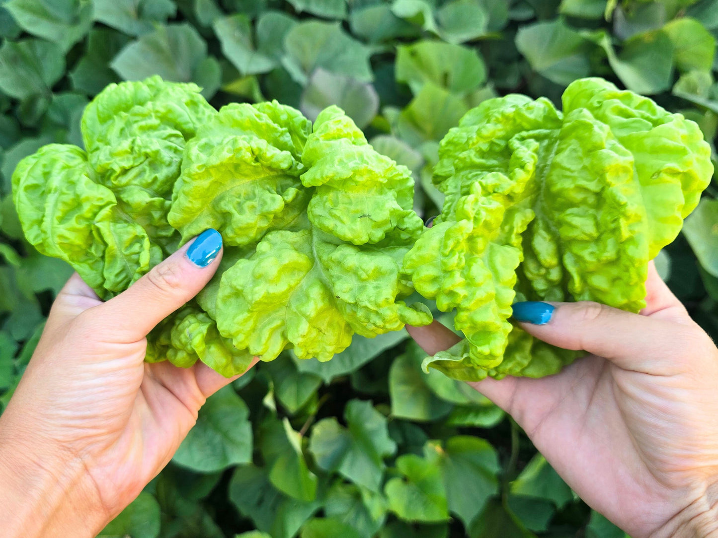 Lettuce Leaf Basil Seeds