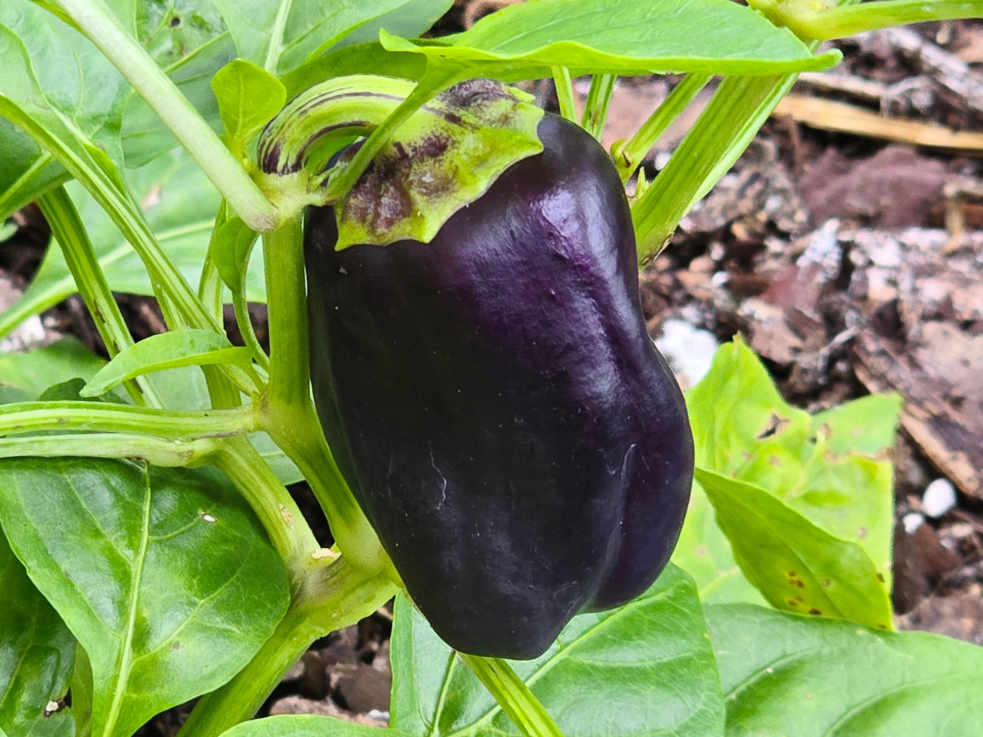 bell pepper plants from seeds Lilac Bell Sweet Pepper Seeds – Purple Heirloom Variety – Jerra's Garden