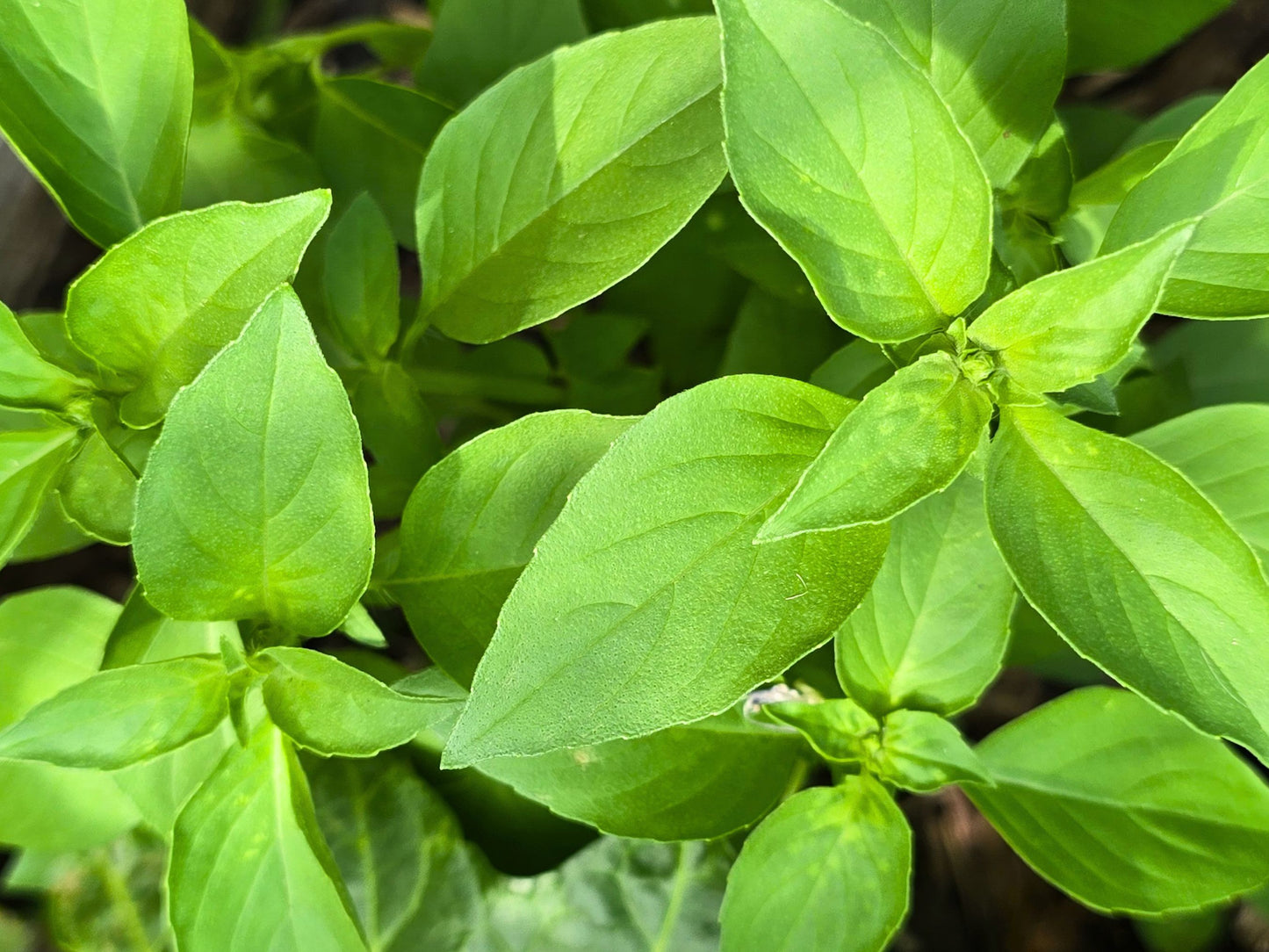 Lime Basil Seeds