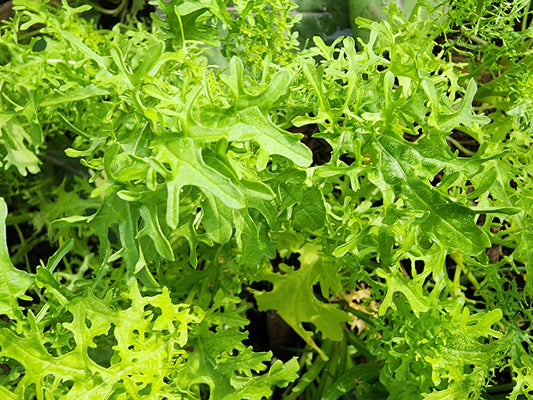 Lime Green Mizuna Seeds