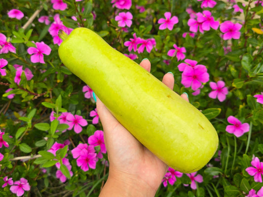 Long Opo / Bottle Gourd / Calabash Squash Seeds