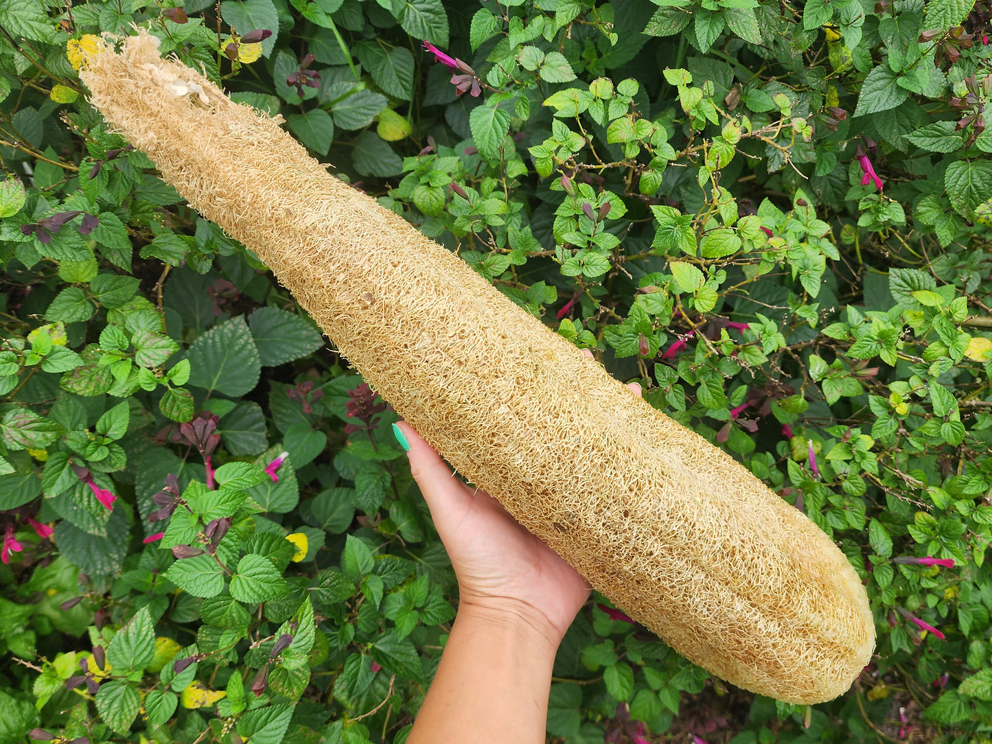 Superior Light Green Luffa for Sponges