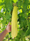 Superior Light Green Luffa for Sponges
