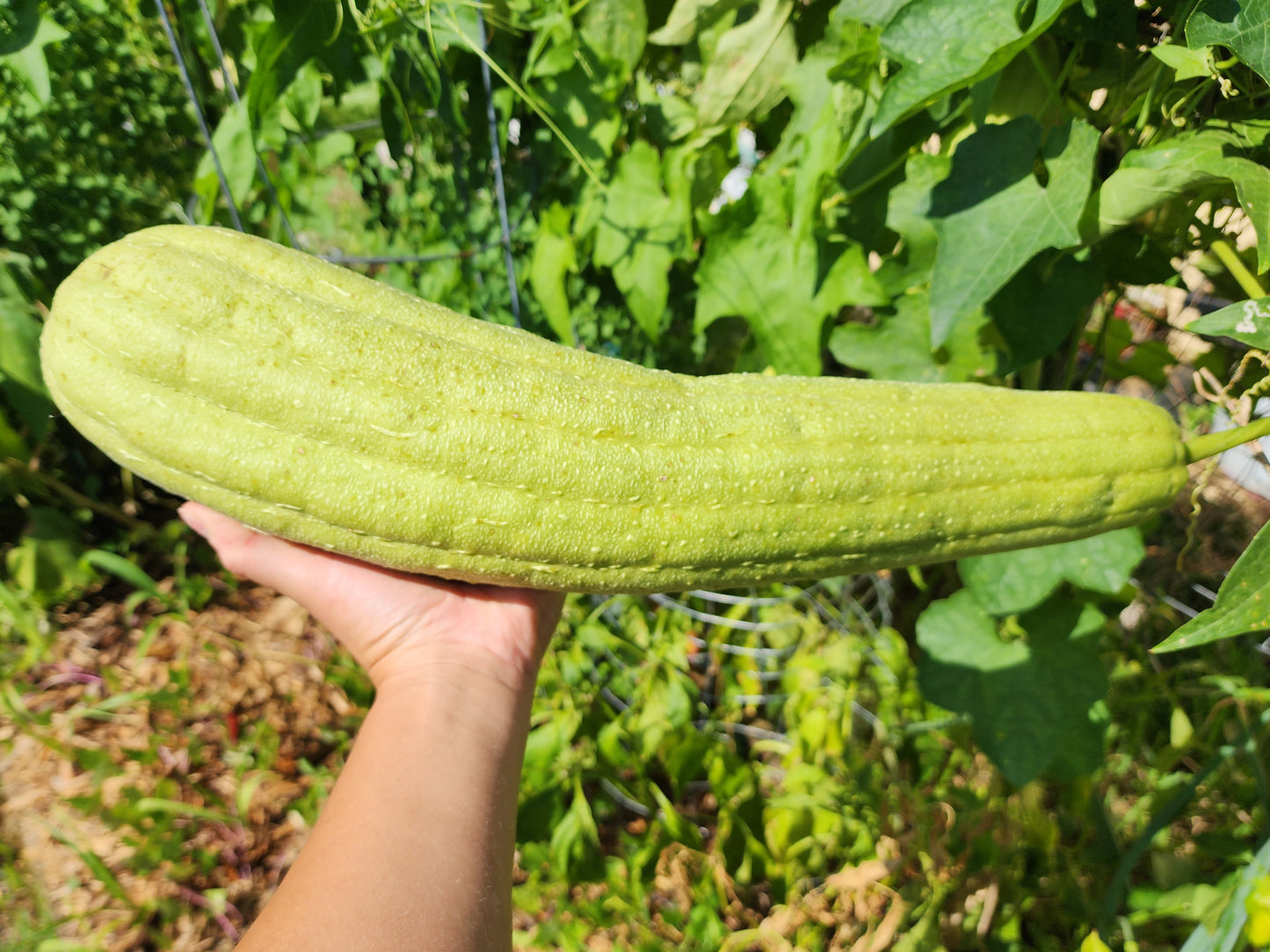 Superior Light Green Luffa for Sponges