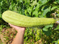 Superior Light Green Luffa for Sponges