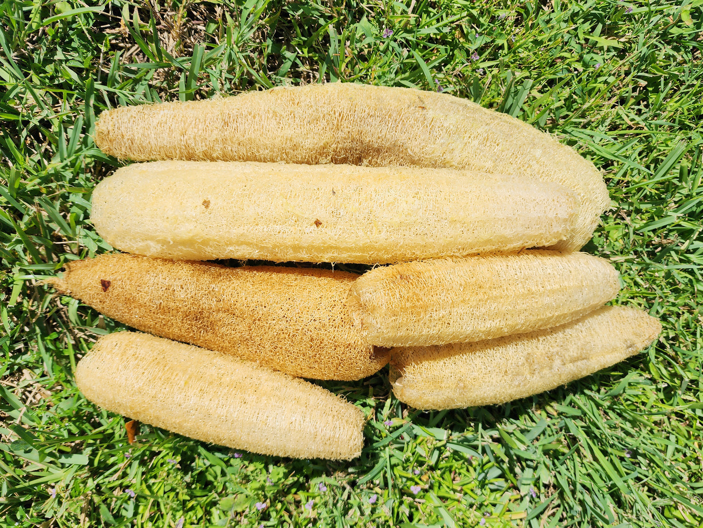 Superior Light Green Luffa for Sponges