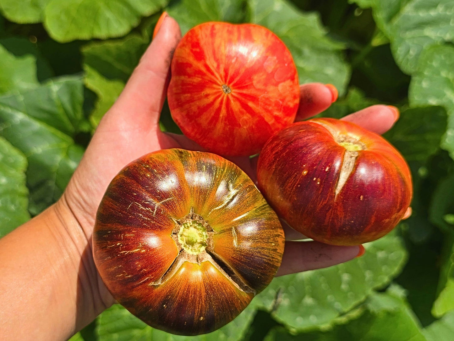 Red Beauty Beefsteak Tomato Seeds