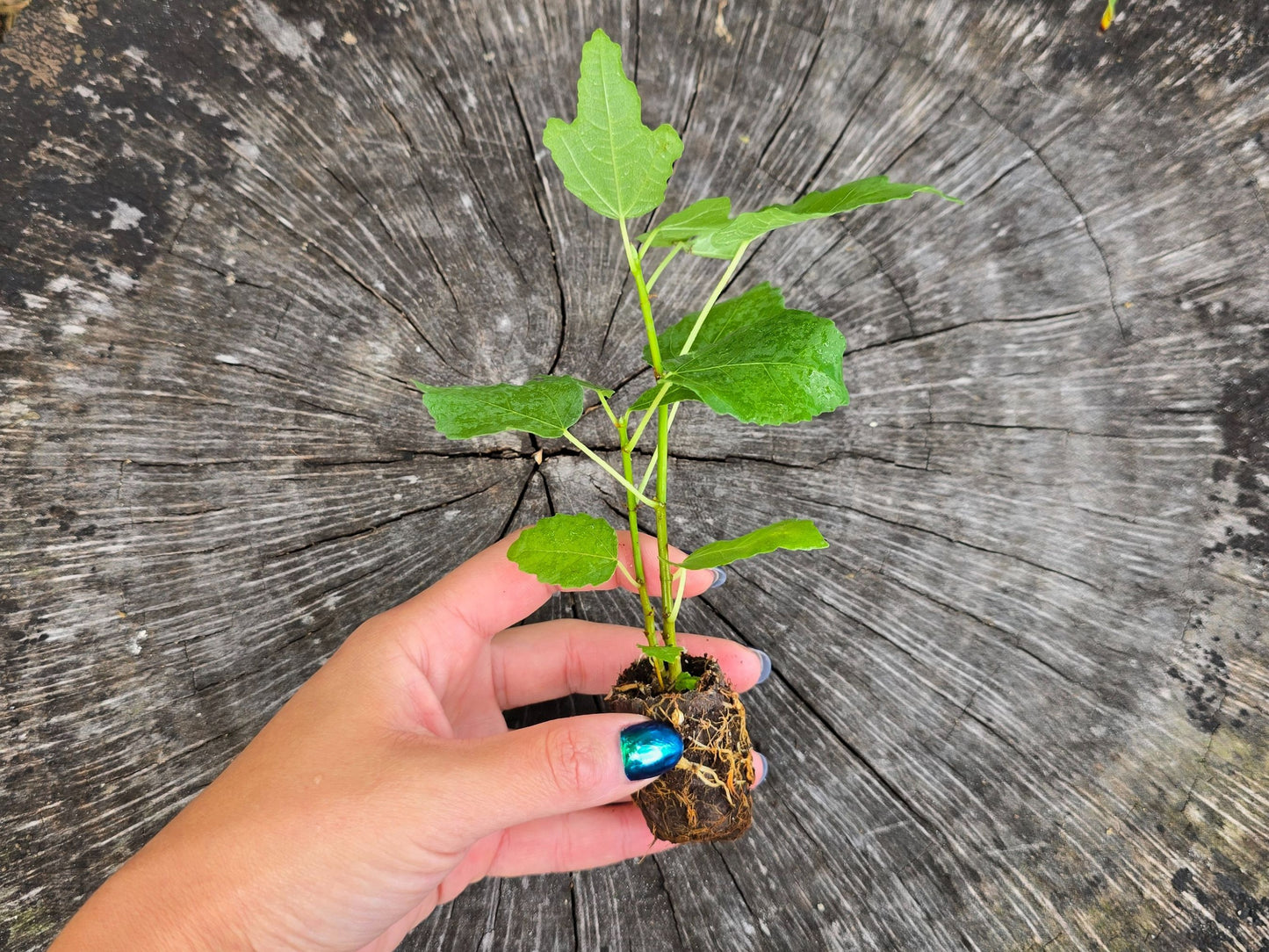 Black Mission Fig Self Fertile LIVE Fruit Tree Plant