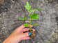 Black Mission Fig Self Fertile LIVE Fruit Tree Plant
