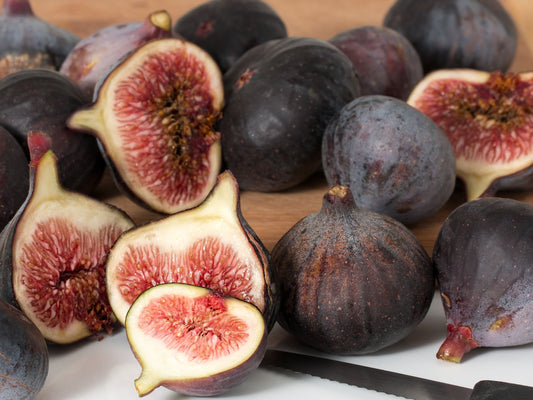 Magnolia aka Brunswick Fig Self Fertile LIVE Fruit Tree Plant