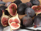Magnolia aka Brunswick Fig Self Fertile LIVE Fruit Tree Plant