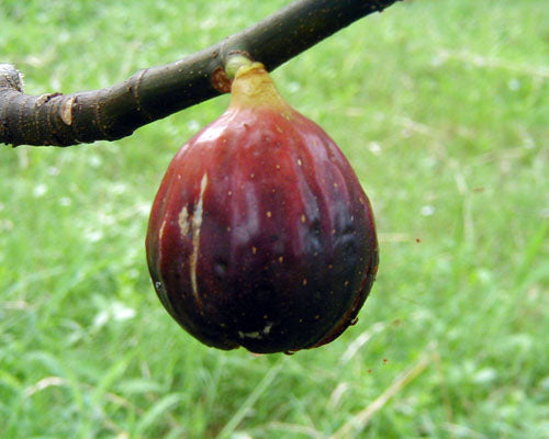 Magnolia aka Brunswick Fig Self Fertile LIVE Fruit Tree Plant