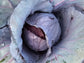 Mammoth Red Rock Red Cabbage Seeds