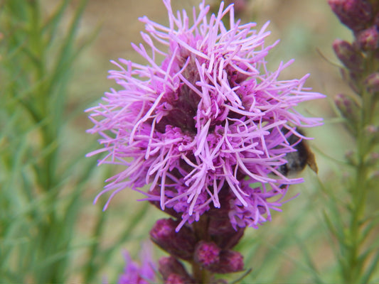 Marsh Blazing Star Flower Seeds