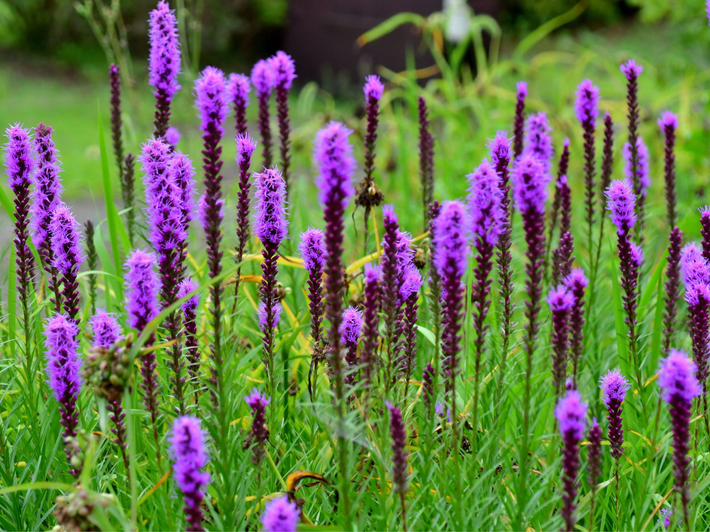 Marsh Blazing Star Flower Seeds