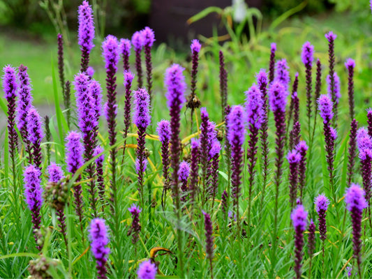 Marsh Blazing Star Flower Seeds