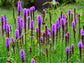 Marsh Blazing Star Flower Seeds