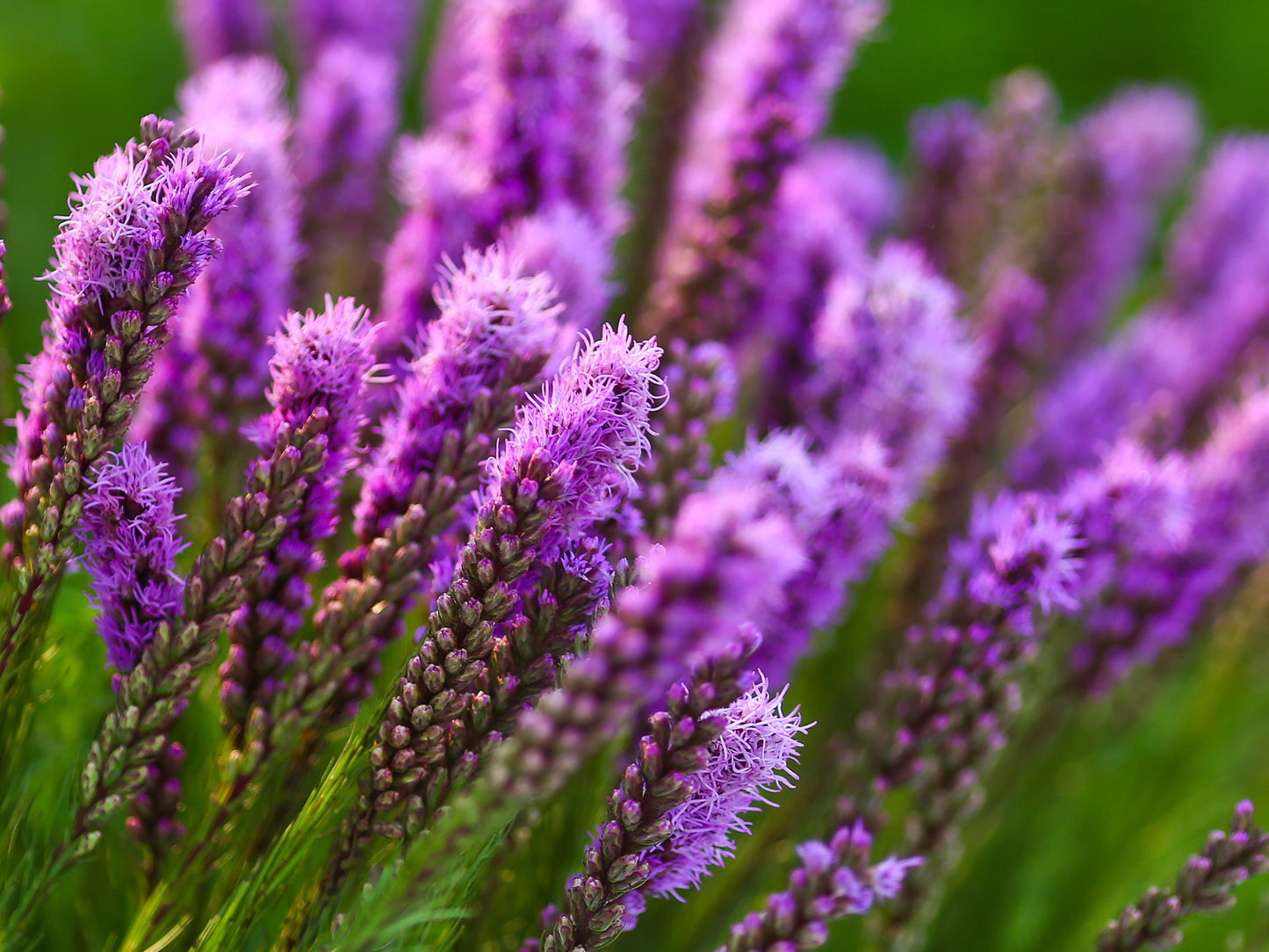 Prairie Blazing Star Flower Seeds