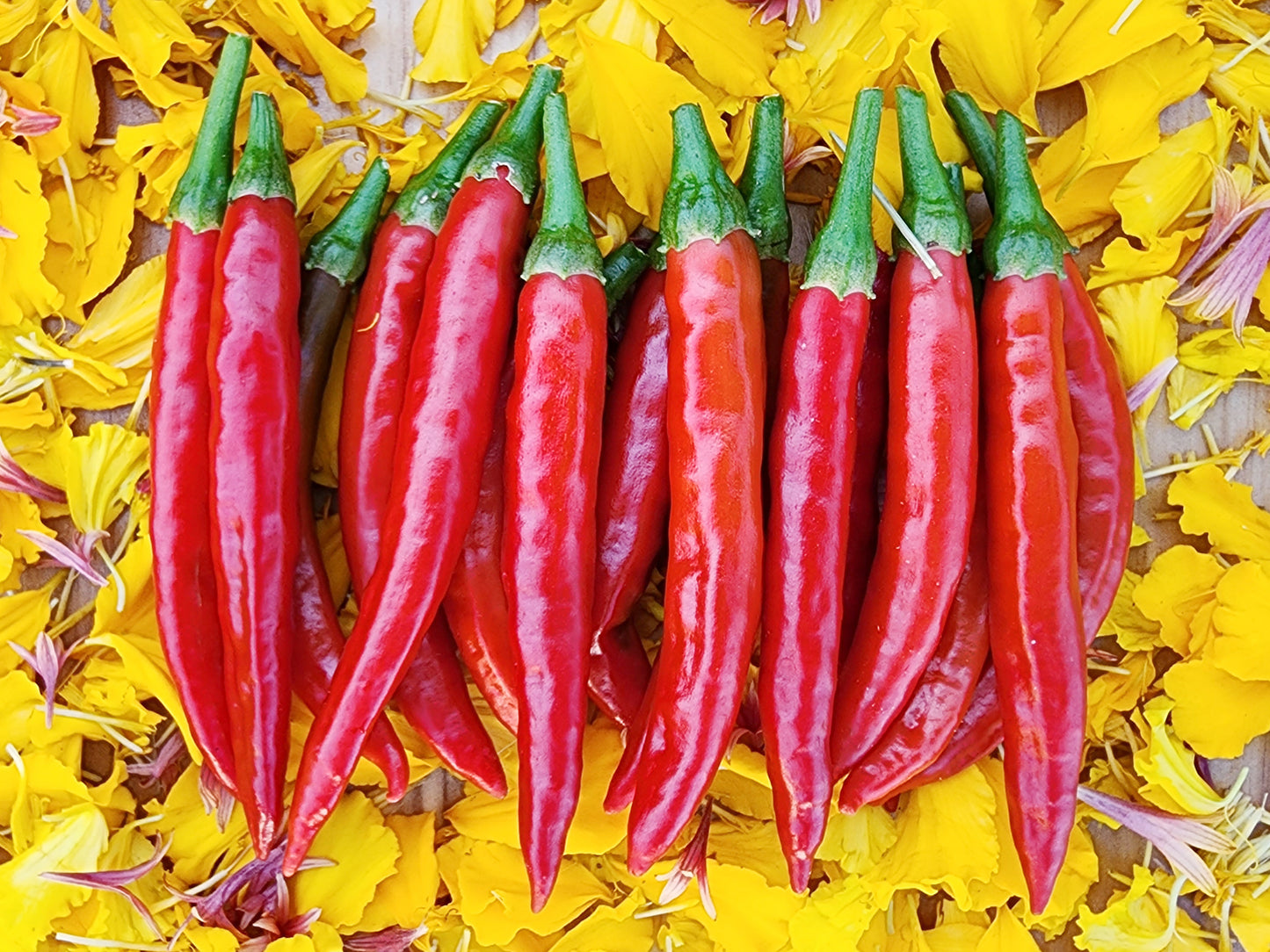 200 Santa Fe Grande Pepper Seeds - Yellow Hot Chili / Guero Pepper