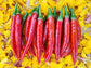 RARE Mathania Chili Pepper