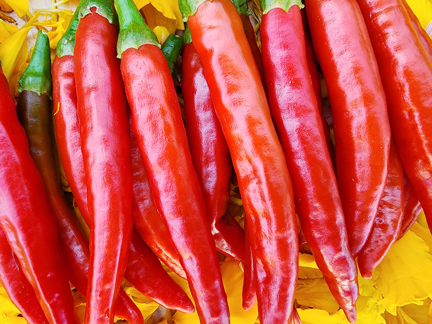 RARE Mathania Chili Pepper