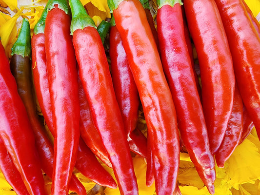 RARE Mathania Chili Pepper