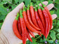 RARE Mathania Chili Pepper